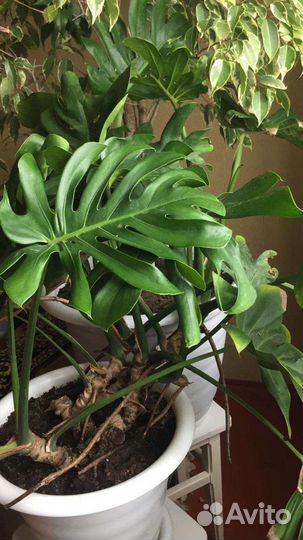 Комнатные цветы