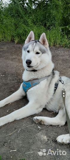 Сибирский хаски