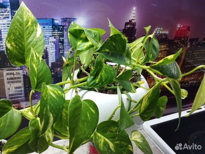 Сциндапсус золотистый