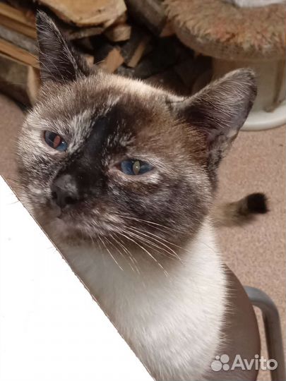 Кошка в дар бесплатно