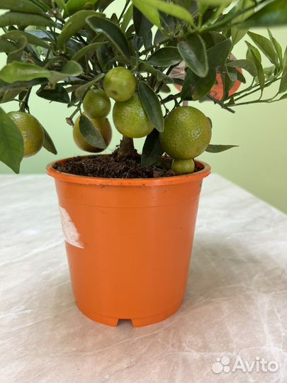 Цитрофортунелла Каломандин