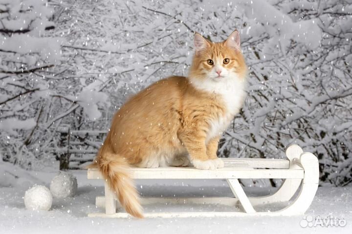 Котята 