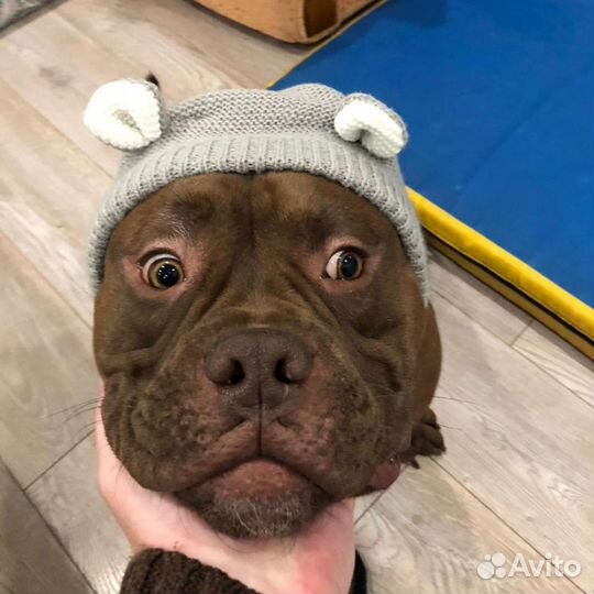 Инструктор по вязке собак