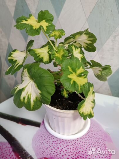 Пеларгония пестролистная в горшке