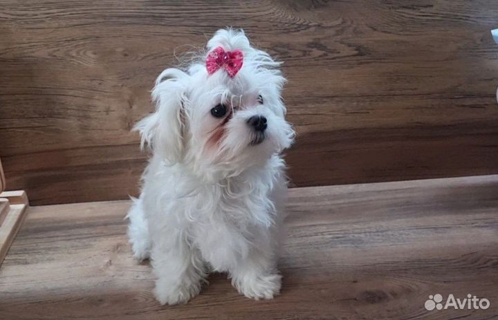 Мальтезе болонка