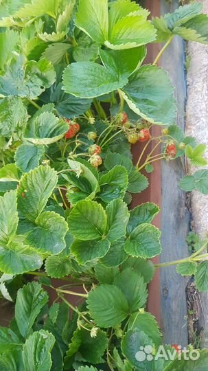 Клубника кустики