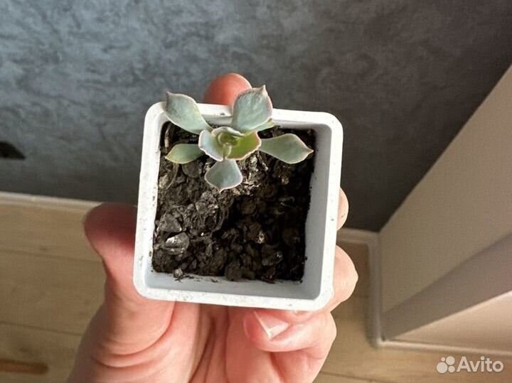 Суккуленты