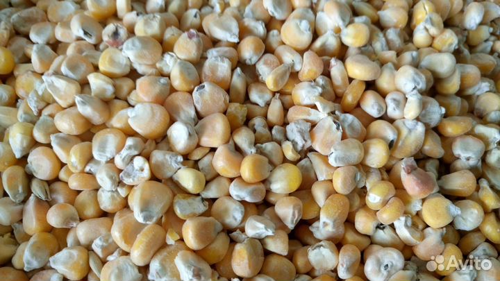 Корма для животных