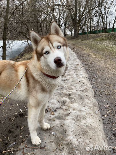 Выгул собак/зооняня