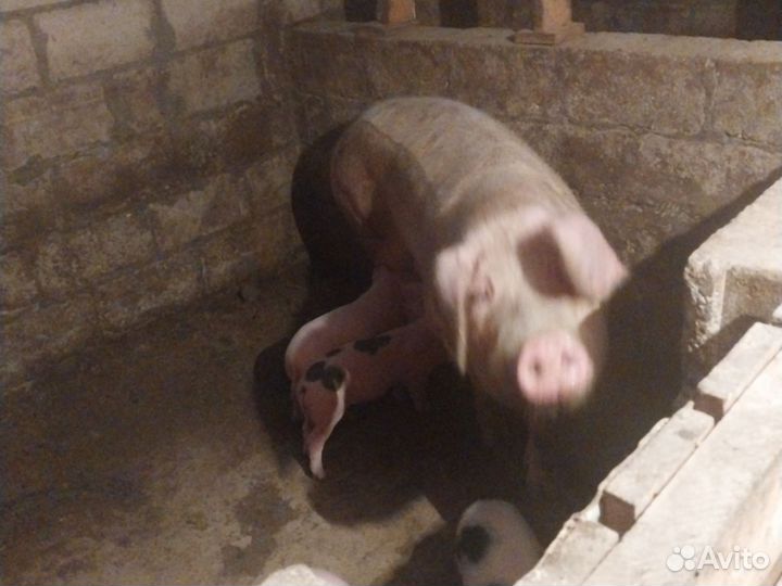 Поросята породы ландрас