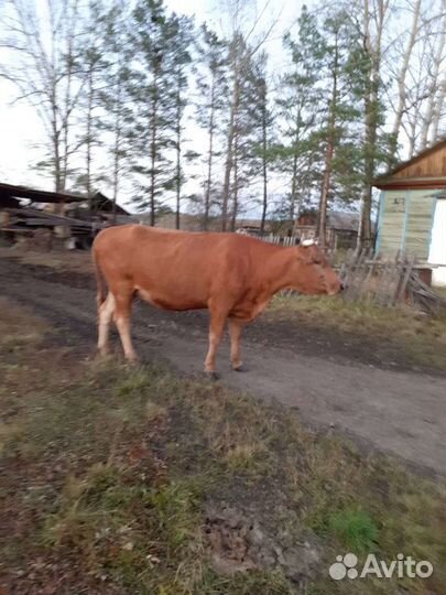 Коровы,бычки,телочки молодняк и постарше