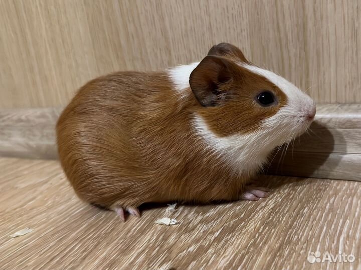 Бронь Морские свинки в добрые руки