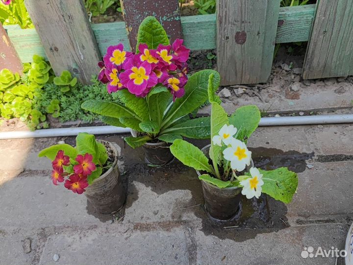 Примулы, маргаритки