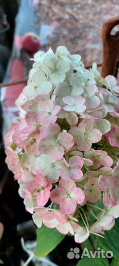 Гортензия Лайм, Ванилла, Литл Блоссом