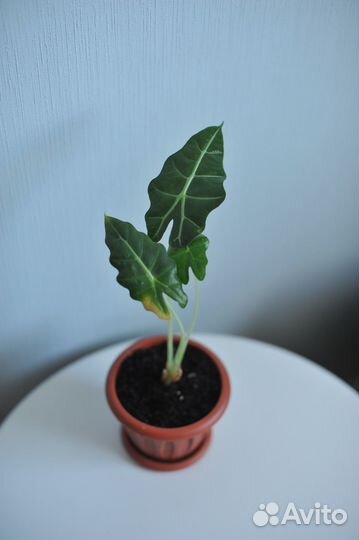 Алоказия полли