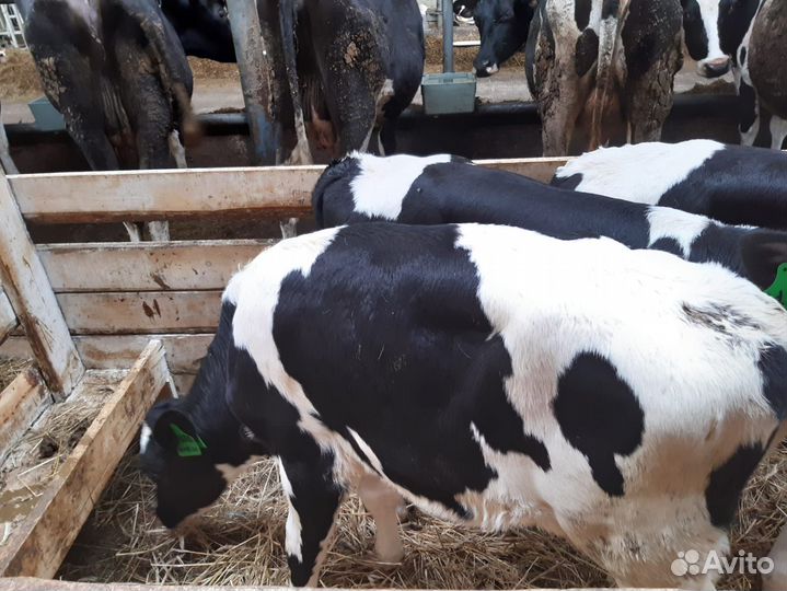 Бычки и телята