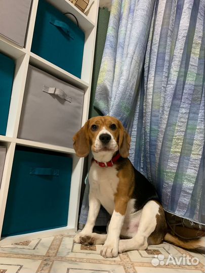 Щенки бигль