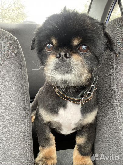 Мини пекинес