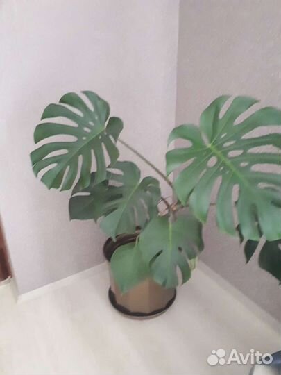 Комнатные цветы для офиса и дома