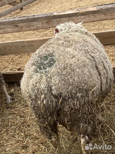 Бараны тексель
