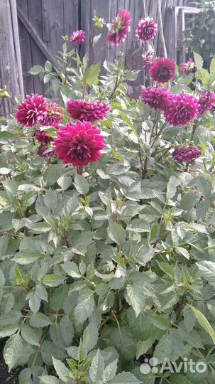 Георгины клубни