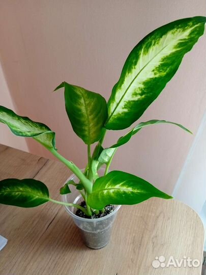 Диффенбахия, равен