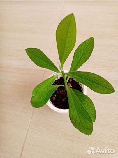 Синадениум Гранта (дерево любви) или обмен