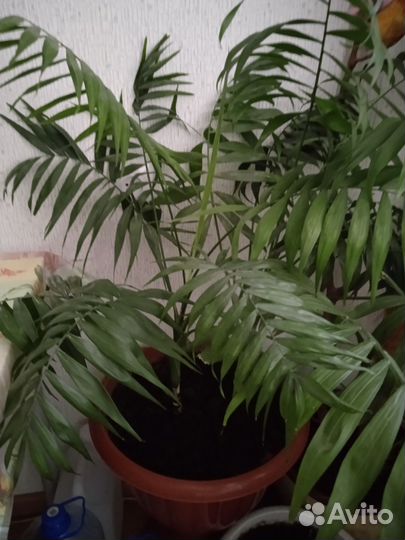 Фикус бенджамина