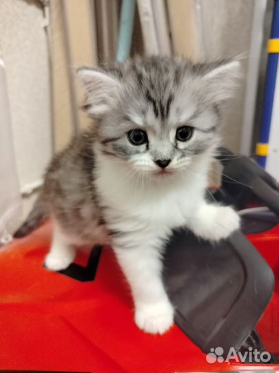 Отдам котёнка