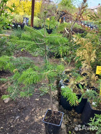 Пихта корейская из питомника растений