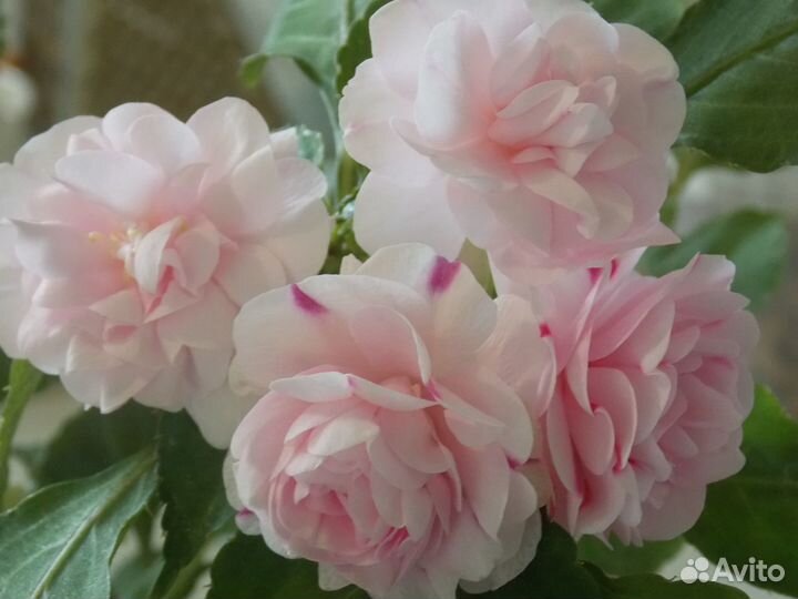 Бальзамин махровый