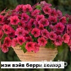 Профессиональные семена ампельной петунии