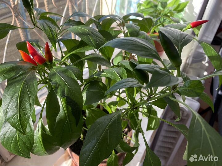 Перчик острый сорт Огонек семена