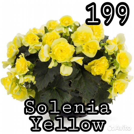 Бегония элатиор