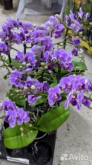 Орхидея Violet Queen (Мультифлора)