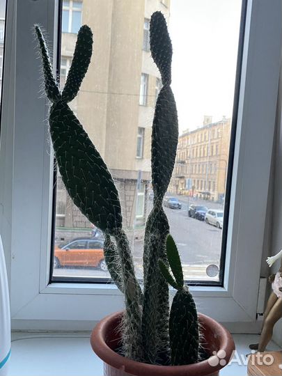 Кактус (много)