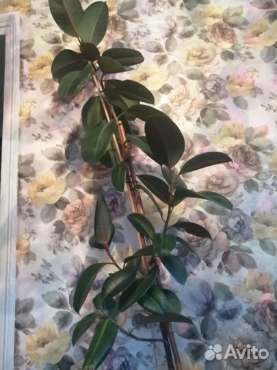 Комнатные растения