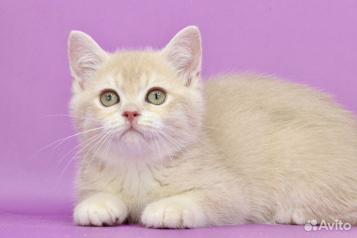 Британская золотая лиловая шиншилла шелл cy12