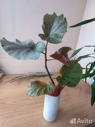 Бегонии разные