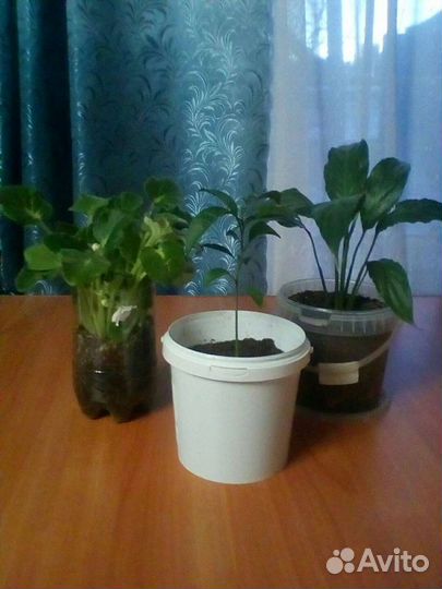 Набор 3 цветка