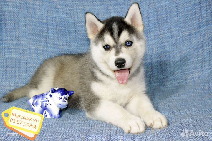 Щенки сибирской хаски