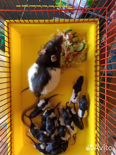 Крысята. Родились. 27 мая