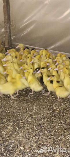 Гусята муларды утята