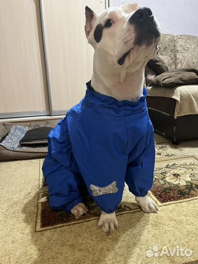 Дождевик для собак