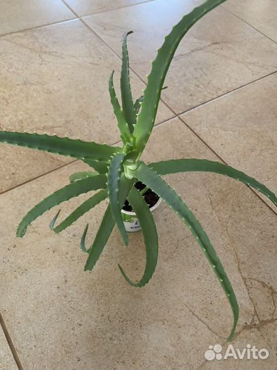 Алоэ лечебный