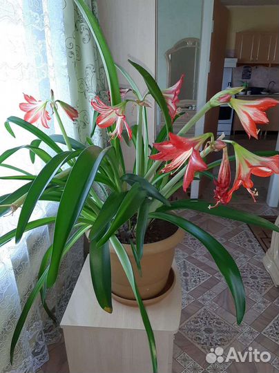 Гиппеаструм детки