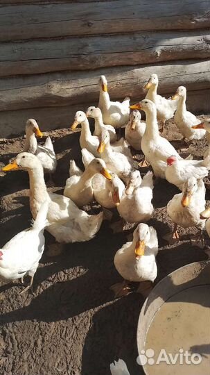 Утки мулард и ст5