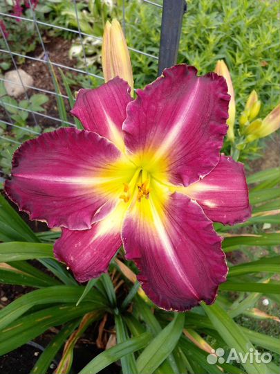 Лилейники сортовые