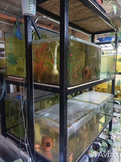 Рыборазводня