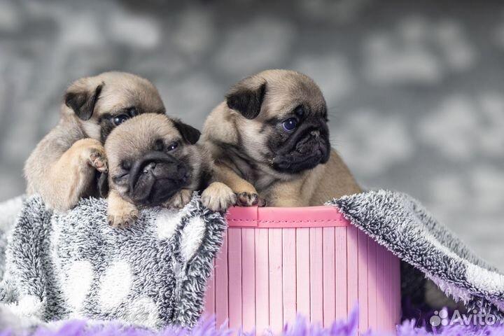 Щенки мопса